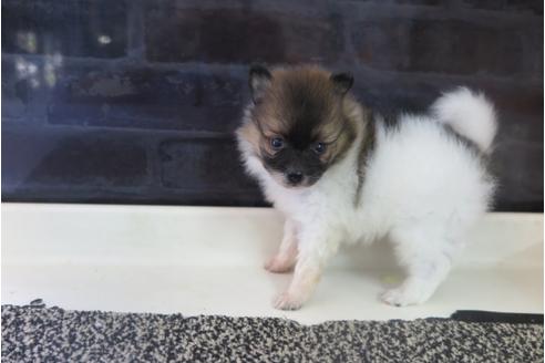 成約済の大阪府のポメラニアン-31901の2枚目