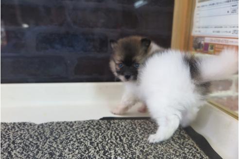 成約済の大阪府のポメラニアン-31901の3枚目