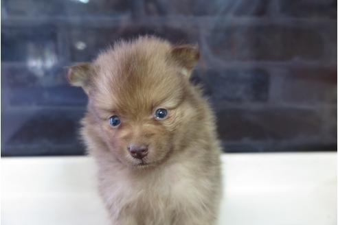 成約済の大阪府のポメラニアン-31902の1枚目