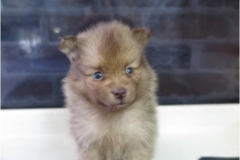 成約済の大阪府のポメラニアン-31902の4枚目