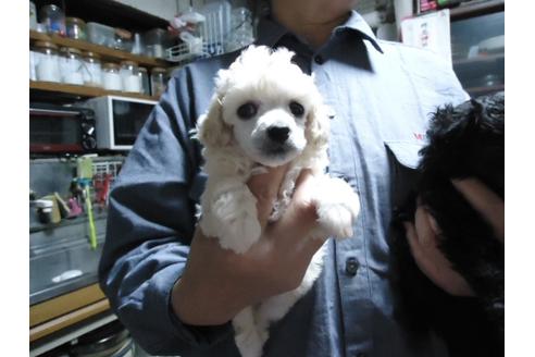 成約済の栃木県のトイプードル-31904の3枚目