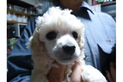 成約済の栃木県のトイプードル-31904の4枚目