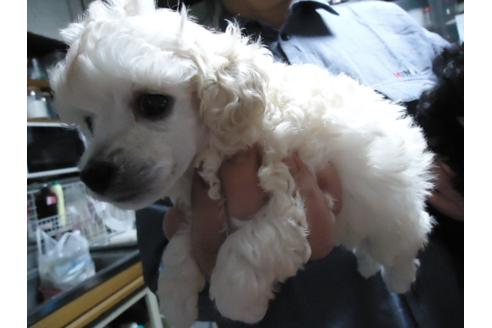 成約済の栃木県のトイプードル-31904の5枚目