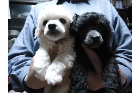 成約済の栃木県のトイプードル-31904の2枚目