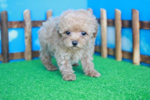 成約済の滋賀県のトイプードル-31827の2枚目