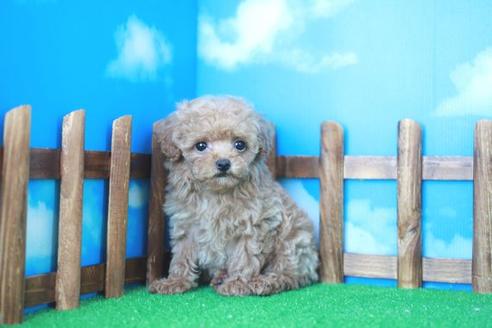 成約済の滋賀県のトイプードル-31827の1枚目