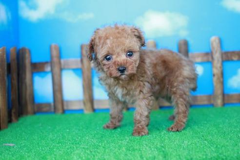 成約済の滋賀県のトイプードル-31938の2枚目