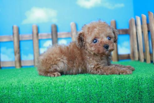 成約済の滋賀県のトイプードル-31938の1枚目