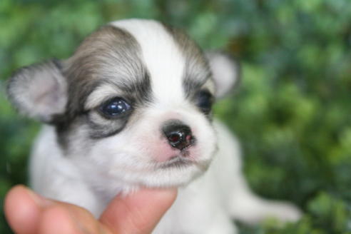 成約済の京都府のチワワ(ロングコート)-31943の4枚目