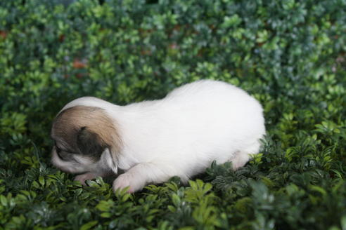 成約済の京都府のチワワ(ロングコート)-31943の3枚目