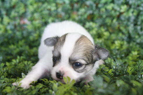 成約済の京都府のチワワ(ロングコート)-31943の2枚目