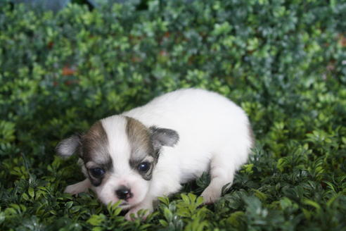 成約済の京都府のチワワ(ロングコート)-31943の1枚目