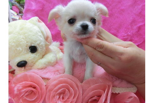 成約済の京都府のチワワ(ロングコート)-31946の3枚目