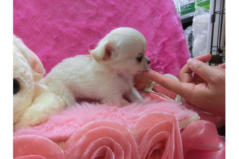 成約済の京都府のチワワ(ロングコート)-31946の2枚目