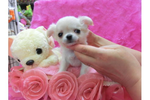 成約済の京都府のチワワ(ロングコート)-31946の1枚目