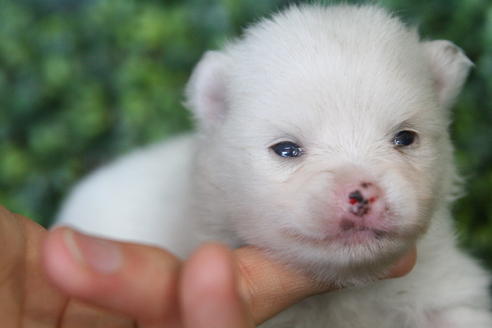 成約済の京都府のポメラニアン-31947の5枚目