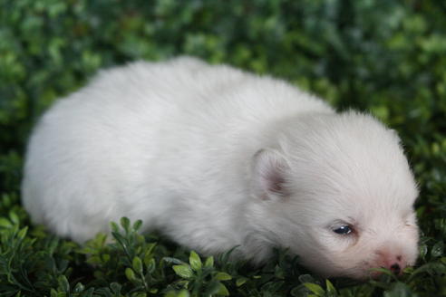 成約済の京都府のポメラニアン-31947の4枚目