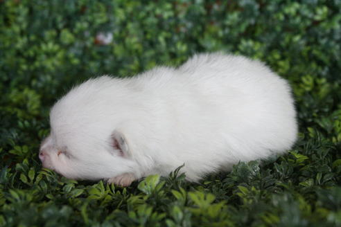 成約済の京都府のポメラニアン-31947の3枚目