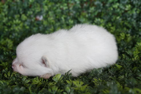 成約済の京都府のポメラニアン-31947の2枚目