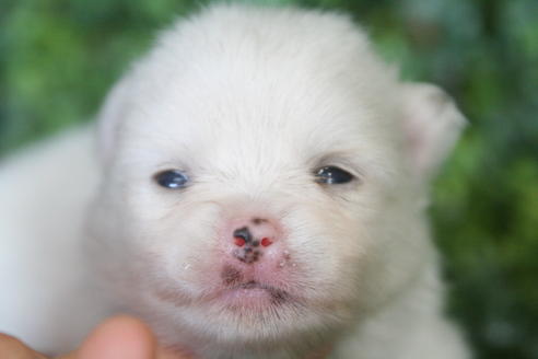 成約済の京都府のポメラニアン-31947の1枚目