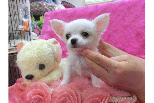 成約済の京都府のチワワ(ロングコート)-31950の3枚目