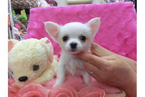 成約済の京都府のチワワ(ロングコート)-31950の2枚目