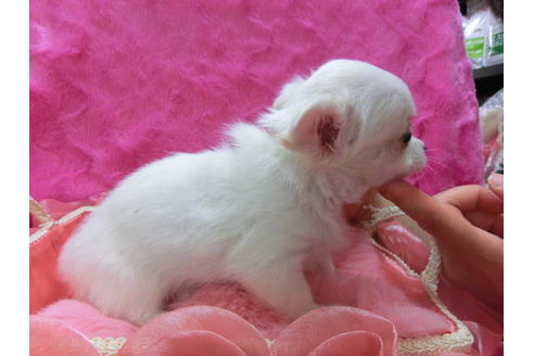 成約済の京都府のチワワ(ロングコート)-31950の1枚目