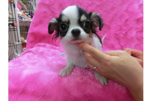 成約済の京都府のチワワ(ロングコート)-31951の3枚目