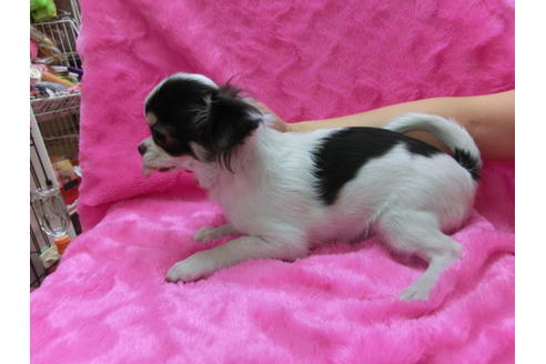 成約済の京都府のチワワ(ロングコート)-31951の2枚目