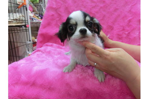 成約済の京都府のチワワ(ロングコート)-31951の1枚目