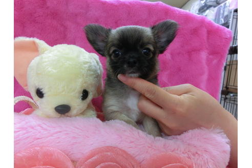 成約済の京都府のチワワ(ロングコート)-31952の3枚目