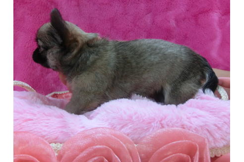 成約済の京都府のチワワ(ロングコート)-31952の2枚目