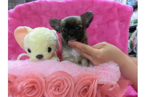 成約済の京都府のチワワ(ロングコート)-31952の1枚目