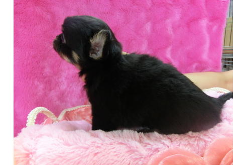 成約済の京都府のチワワ(ロングコート)-31953の3枚目