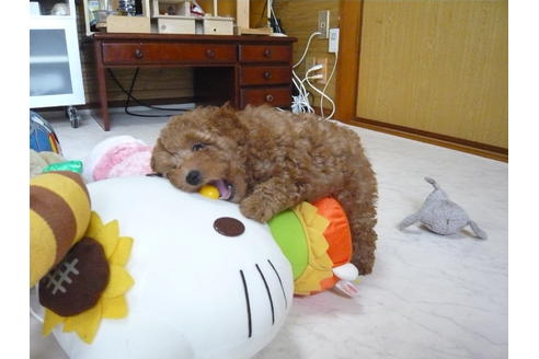 成約済の神奈川県のトイプードル-31467の5枚目