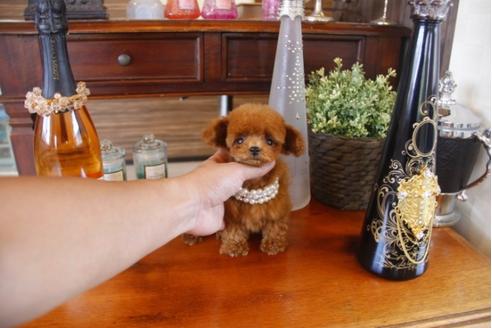 成約済の埼玉県のトイプードル-31963の2枚目