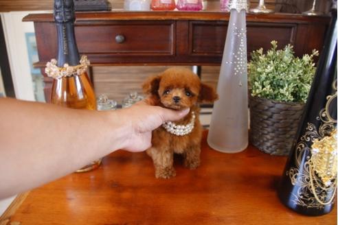 成約済の埼玉県のトイプードル-31963の4枚目