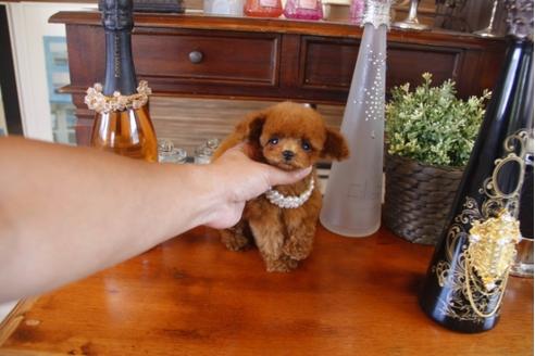 成約済の埼玉県のトイプードル-31963の5枚目