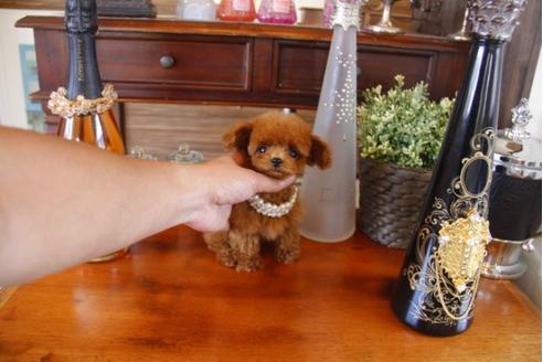 成約済の埼玉県のトイプードル-31963の1枚目