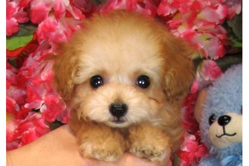 成約済の茨城県のトイプードル-31965の1枚目