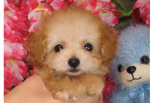 成約済の茨城県のトイプードル-31965の2枚目