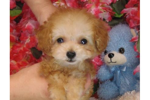 成約済の茨城県のトイプードル-31965の3枚目