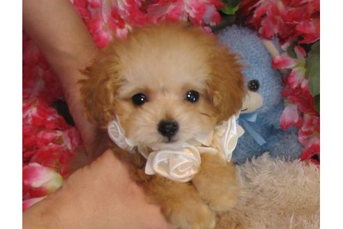 成約済の茨城県のトイプードル-31965の4枚目