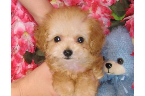 成約済の茨城県のトイプードル-31965の5枚目