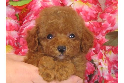 成約済の茨城県のトイプードル-31966の2枚目