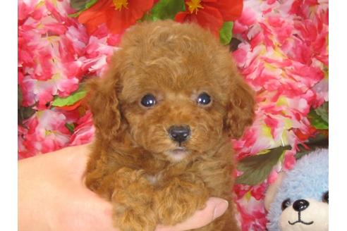 成約済の茨城県のトイプードル-31966の3枚目