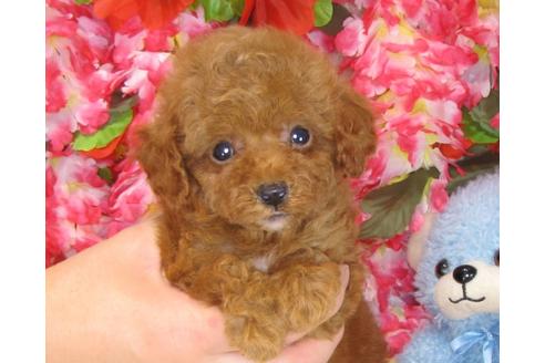 成約済の茨城県のトイプードル-31966の4枚目