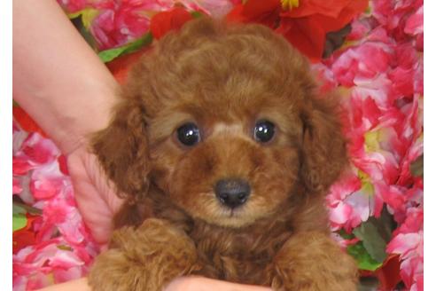 成約済の茨城県のトイプードル-31967の1枚目