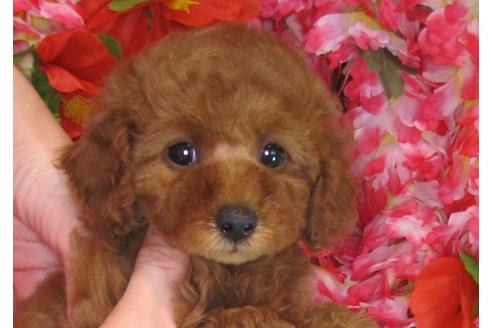 成約済の茨城県のトイプードル-31967の2枚目