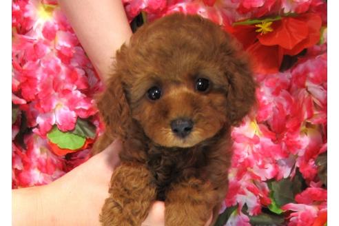 成約済の茨城県のトイプードル-31967の3枚目